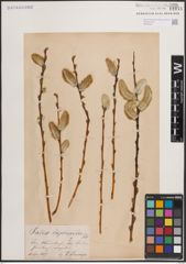Foto von Salix daphnoides Vill.